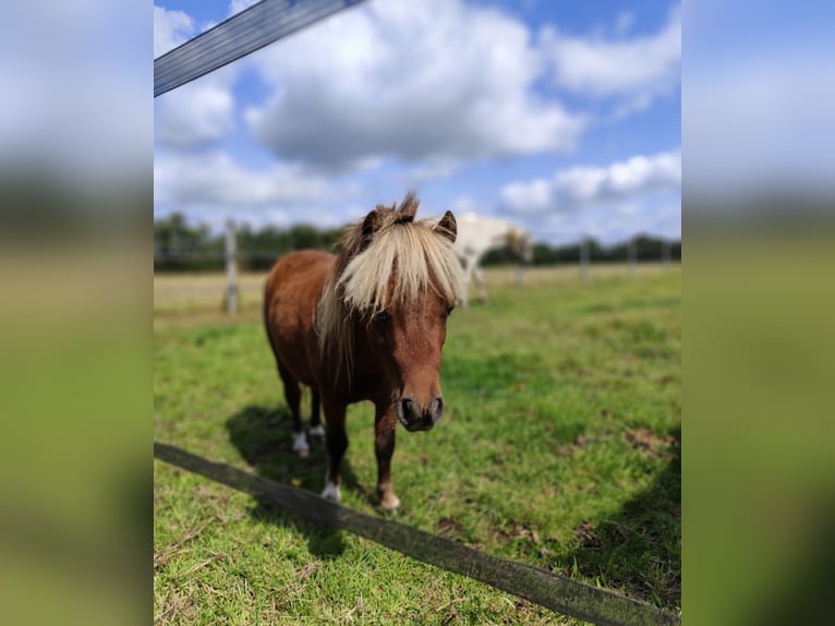 Mini Shetland Pony Hengst 1 Jaar 69 cm Overo-alle-kleuren in Ostbevern