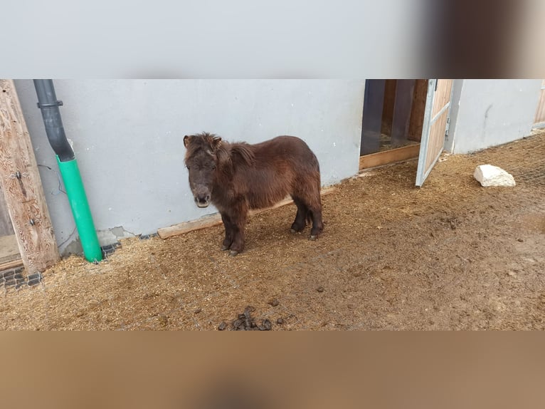 Mini Shetland Pony Hengst 1 Jaar 70 cm Donkerbruin in Longiaru