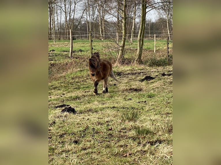 Mini Shetland Pony Hengst 1 Jaar 70 cm Donkerbruin in Berne