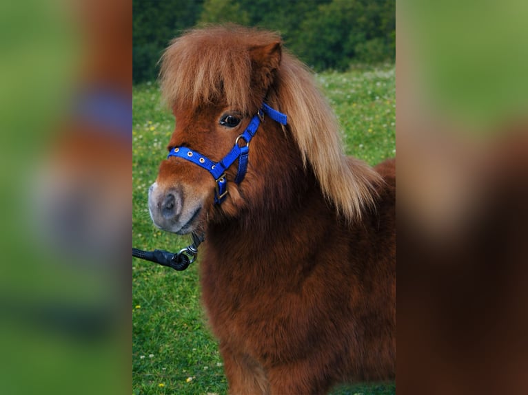 Mini Shetland Pony Hengst 1 Jaar 73 cm Vos in Bergamo