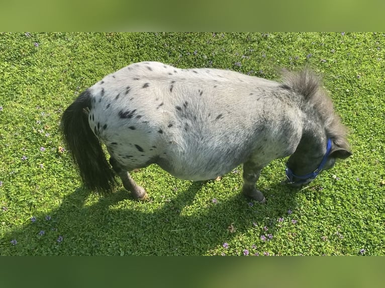 Mini Shetland Pony Hengst 1 Jaar 75 cm  in Campoverde