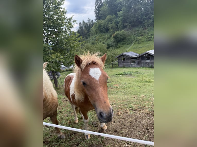 Mini Shetland Pony Hengst 1 Jaar 75 cm Gevlekt-paard in Goldegg