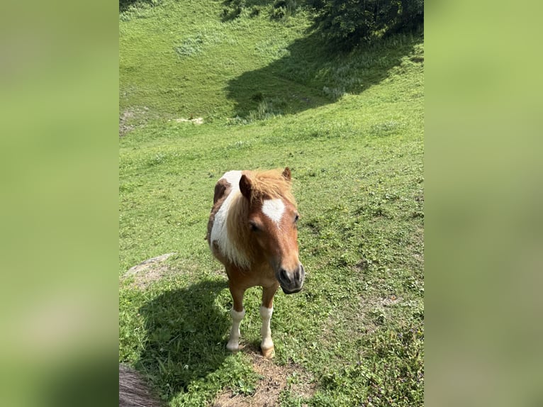 Mini Shetland Pony Hengst 1 Jaar 75 cm Gevlekt-paard in Goldegg