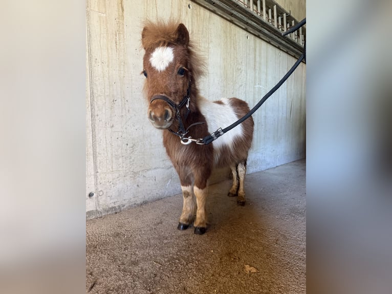 Mini Shetland Pony Hengst 1 Jaar 75 cm Gevlekt-paard in Goldegg