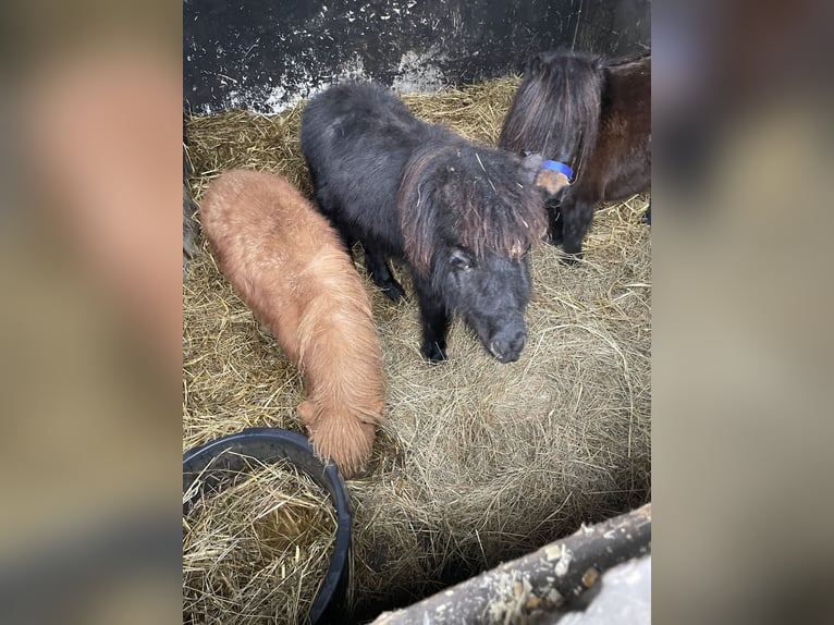 Mini Shetland Pony Hengst 1 Jaar 75 cm Zwart in Norderstedt