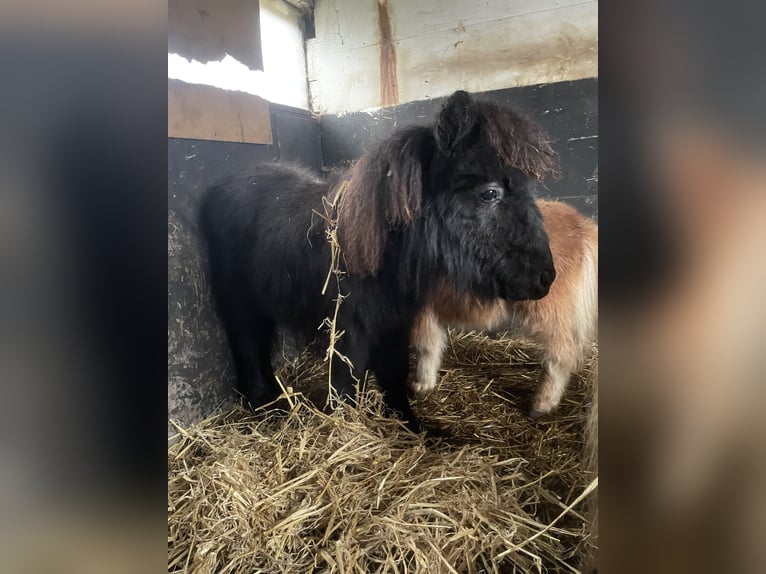 Mini Shetland Pony Hengst 1 Jaar 75 cm Zwart in Norderstedt