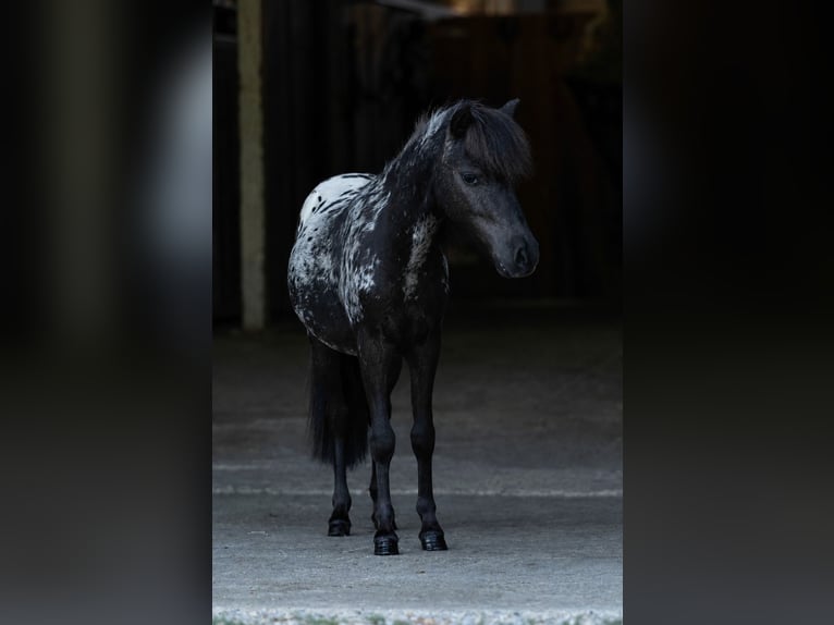 Mini Shetland Pony Hengst 1 Jaar 77 cm Appaloosa in Schemmerhofen