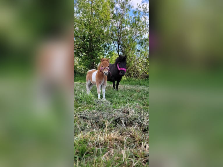 Mini Shetland Pony Hengst 1 Jaar 78 cm Brauner in Tielen