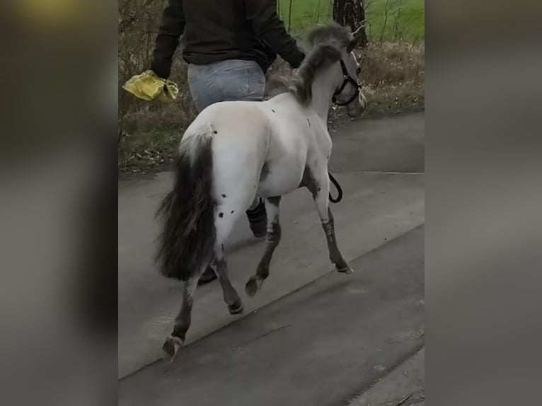 Mini Shetland Pony Hengst 1 Jaar 80 cm Appaloosa in Schemmerhofen