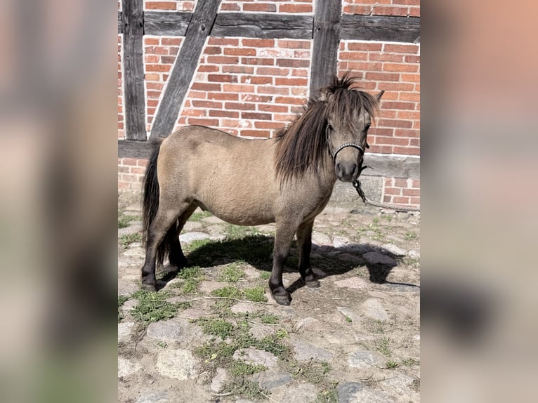 Mini Shetland Pony Hengst 1 Jaar 80 cm Falbe in Süsel