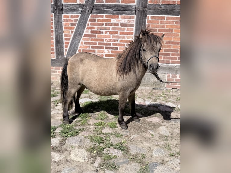 Mini Shetland Pony Hengst 1 Jaar 80 cm Falbe in Süsel