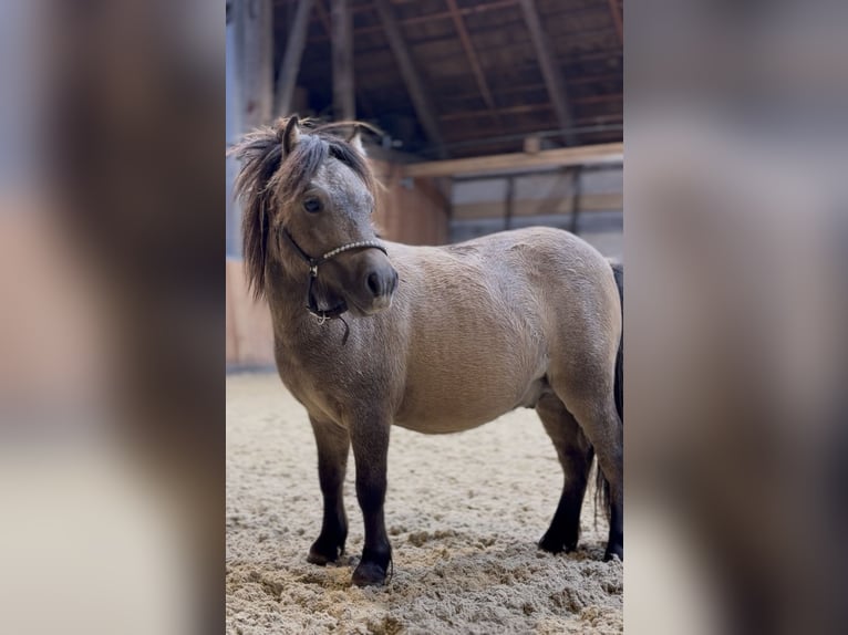 Mini Shetland Pony Hengst 1 Jaar 80 cm Falbe in Süsel