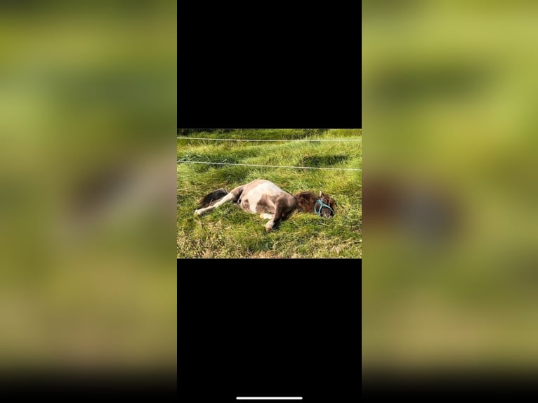 Mini Shetland Pony Hengst 1 Jaar 80 cm in D&#xF8;strup