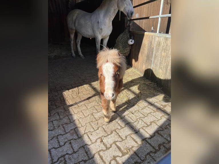 Mini Shetland Pony Hengst 1 Jaar 80 cm Vos in Liestal