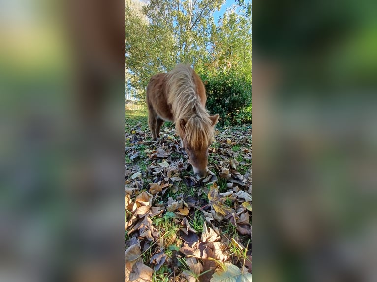 Mini Shetland Pony Hengst 1 Jaar 82 cm Donkere-vos in Linnich