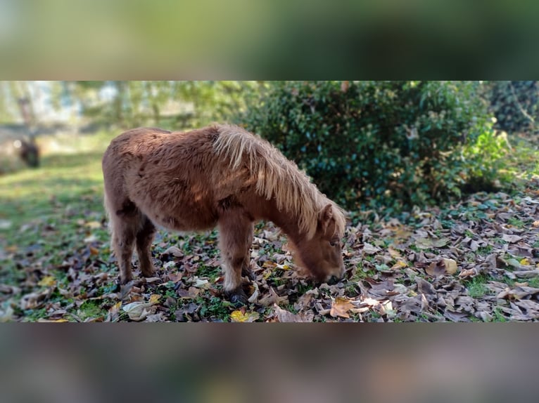 Mini Shetland Pony Hengst 1 Jaar 82 cm Donkere-vos in Linnich