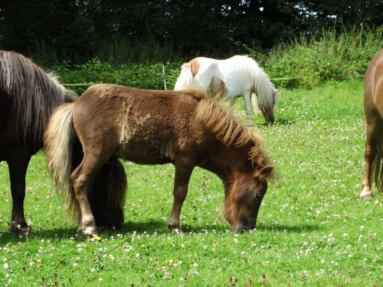 Mini Shetland Pony Hengst 1 Jaar 82 cm Donkere-vos in Linnich