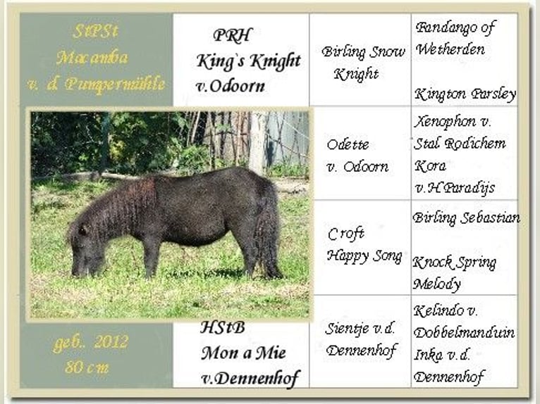 Mini Shetland Pony Hengst 1 Jaar 82 cm Donkere-vos in Linnich