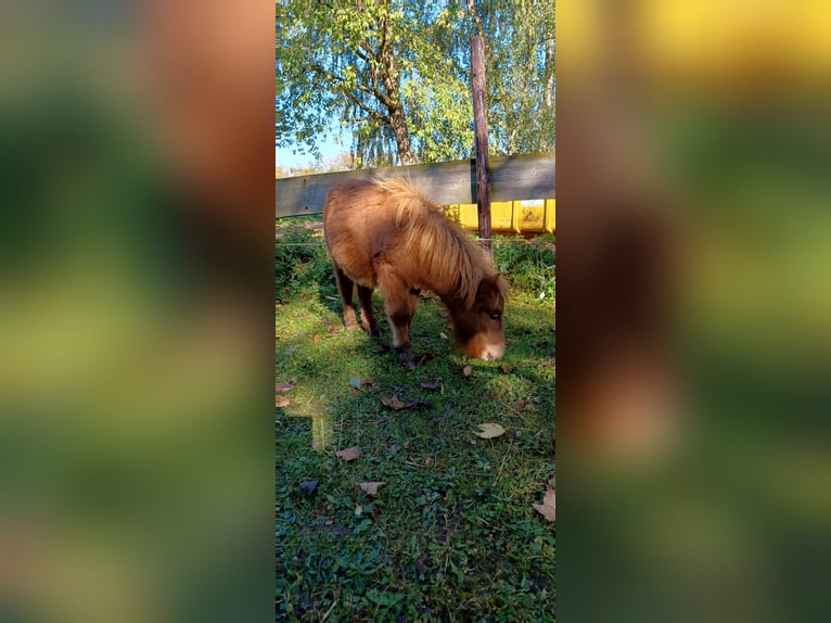 Mini Shetland Pony Hengst 1 Jaar 82 cm Donkere-vos in Linnich