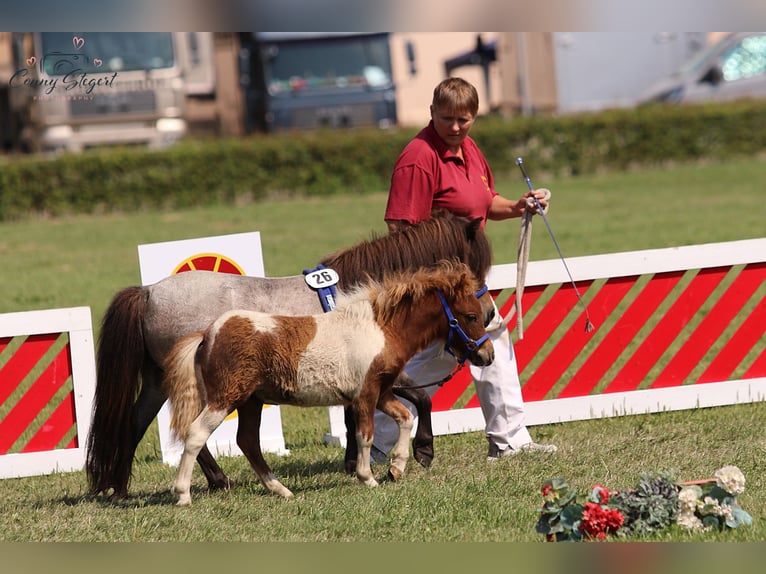 Mini Shetland Pony Hengst 1 Jaar 82 cm Gevlekt-paard in Reppichau