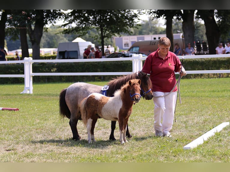 Mini Shetland Pony Hengst 1 Jaar 82 cm Gevlekt-paard in Reppichau