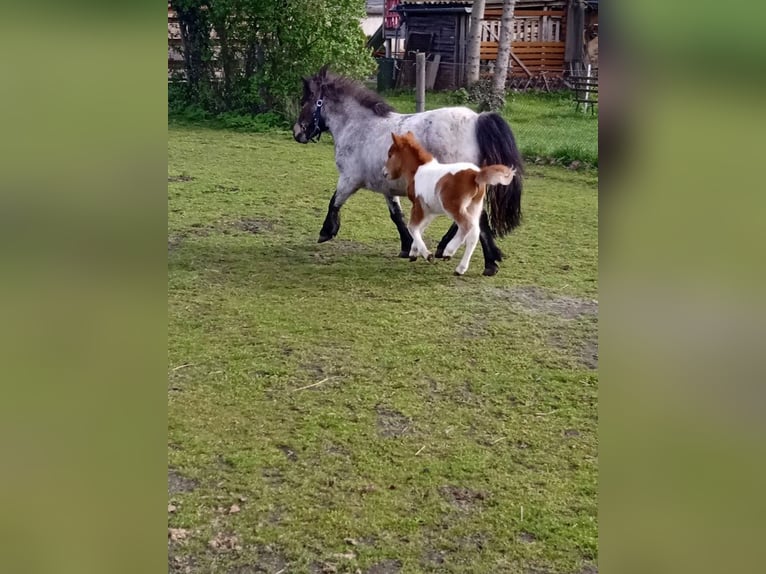 Mini Shetland Pony Hengst 1 Jaar 82 cm Gevlekt-paard in Reppichau