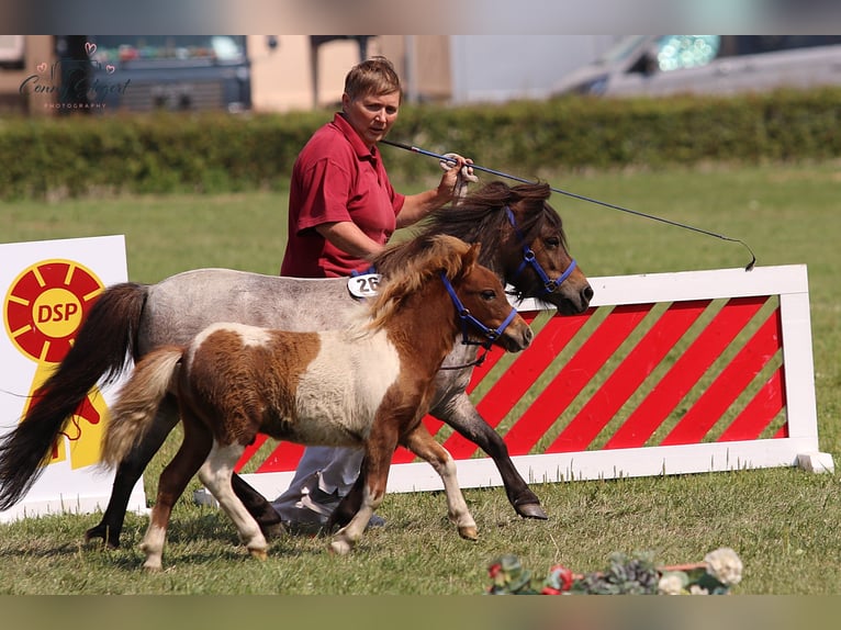 Mini Shetland Pony Hengst 1 Jaar 82 cm Gevlekt-paard in Reppichau