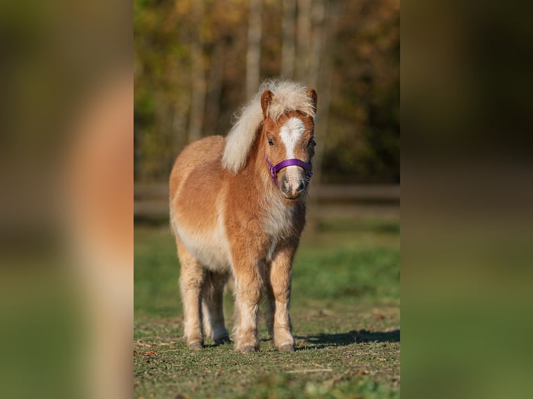 Mini Shetland Pony Hengst 1 Jaar 83 cm Donkere-vos in Augšdaugavas nov.