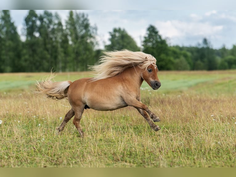 Mini Shetland Pony Hengst 1 Jaar 83 cm Donkere-vos in Augšdaugavas nov.