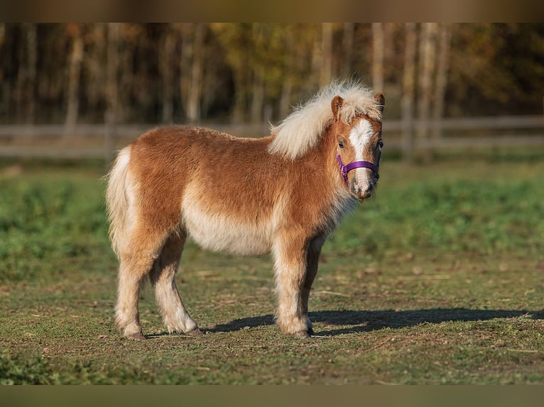 Mini Shetland Pony Hengst 1 Jaar 83 cm Donkere-vos in Augšdaugavas nov.