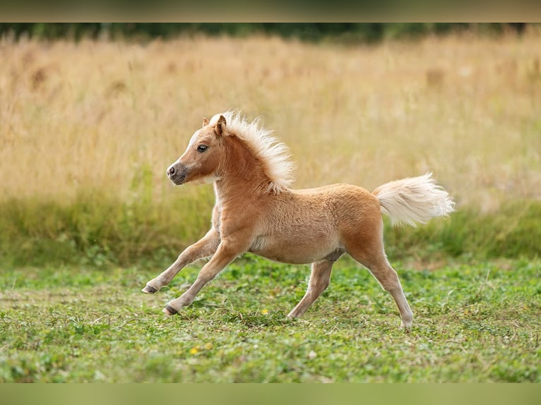 Mini Shetland Pony Hengst 1 Jaar 83 cm Donkere-vos in Augšdaugavas nov.