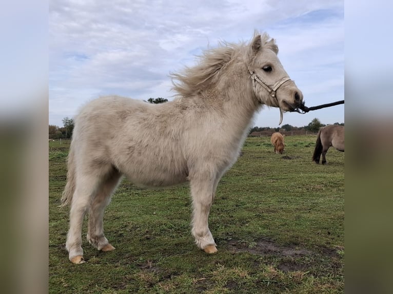 Mini Shetland Pony Hengst 1 Jaar 83 cm Gevlekt-paard in Bergholz-Rehbrücke
