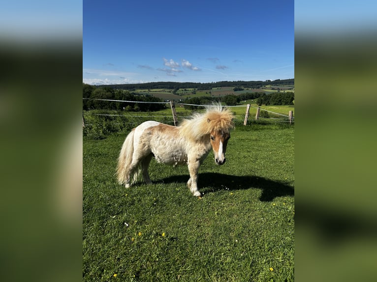 Mini Shetland Pony Hengst 1 Jaar 84 cm Red Dun in Uslar