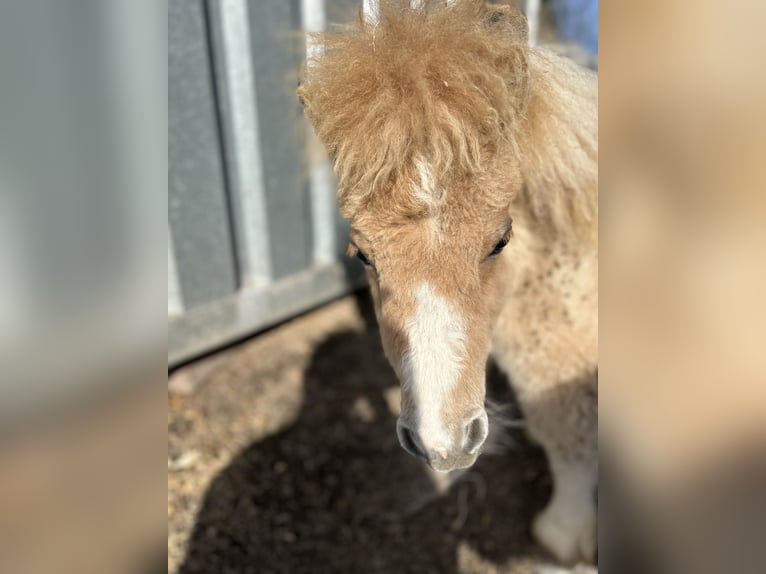 Mini Shetland Pony Hengst 1 Jaar 84 cm Red Dun in Uslar