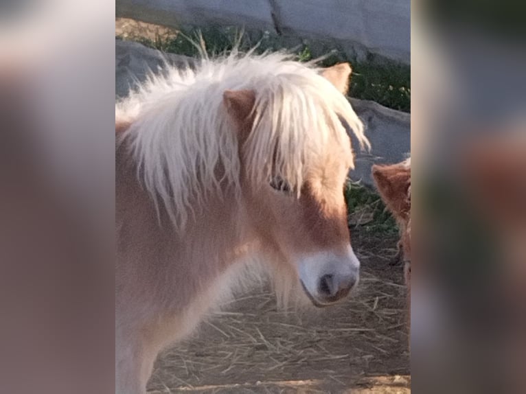 Mini Shetland Pony Hengst 1 Jaar 84 cm Vos in Seyring