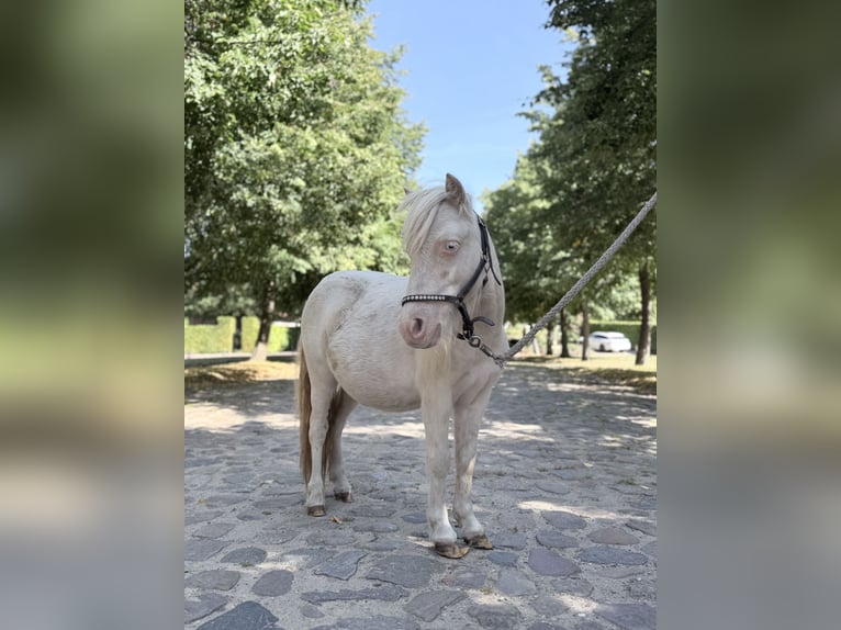 Mini Shetland Pony Hengst 1 Jaar 85 cm Cremello in Süsel