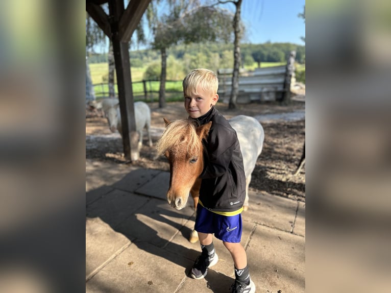 Mini Shetland Pony Hengst 1 Jaar 85 cm Gevlekt-paard in Uslar