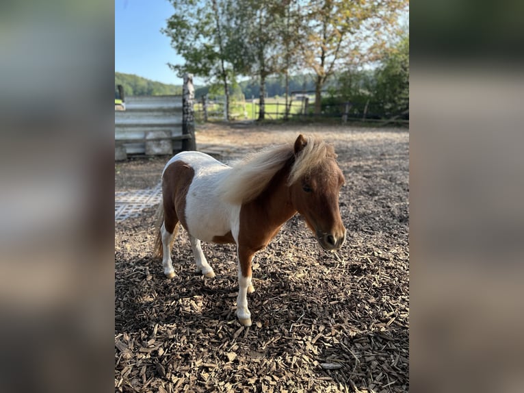 Mini Shetland Pony Hengst 1 Jaar 85 cm Gevlekt-paard in Uslar