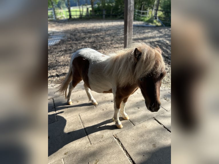 Mini Shetland Pony Hengst 1 Jaar 85 cm Gevlekt-paard in Uslar