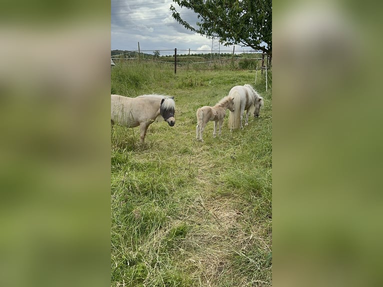 Mini Shetland Pony Hengst 1 Jaar 85 cm Palomino in Mülheim-Kärlich