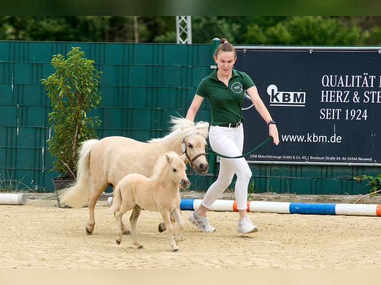 Mini Shetland Pony Hengst 1 Jaar 85 cm Palomino in Mülheim-Kärlich