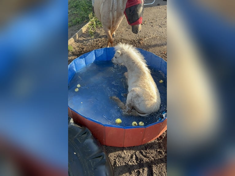 Mini Shetland Pony Hengst 1 Jaar 85 cm Palomino in Mülheim-Kärlich