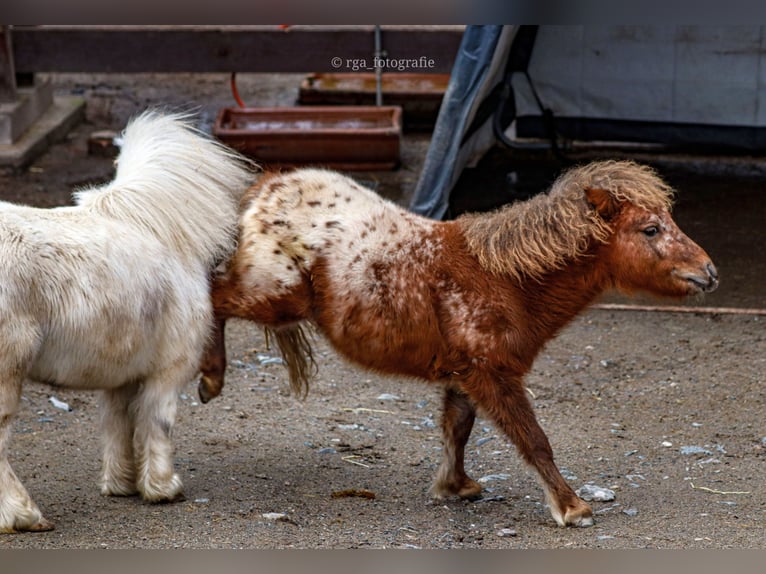Mini Shetland Pony Hengst 1 Jaar 86 cm Appaloosa in Aue-Bad Schlema