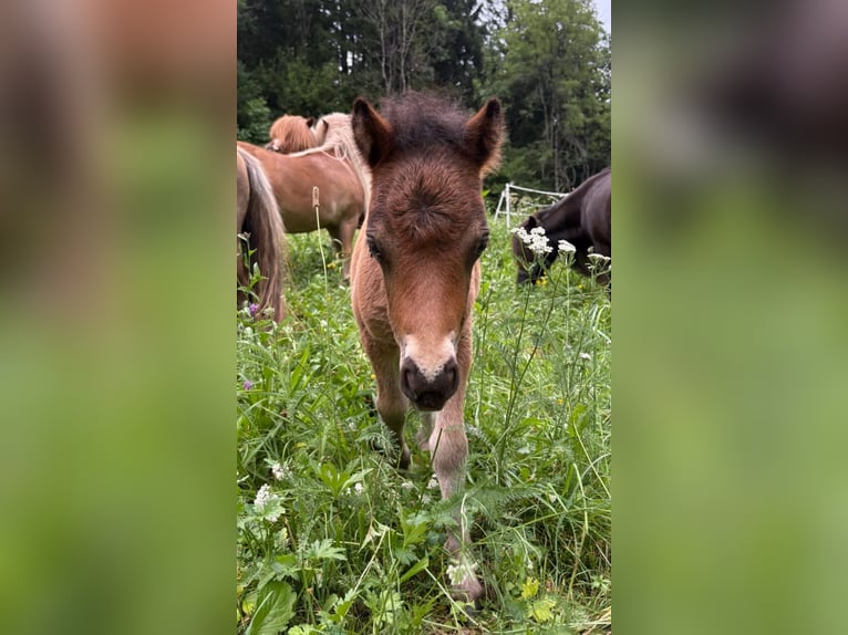 Mini Shetland Pony Hengst 1 Jaar 86 cm Bruin in Frallach