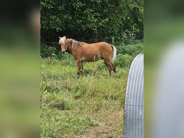 Mini Shetland Pony Hengst 1 Jaar 89 cm in Sioux Rapids