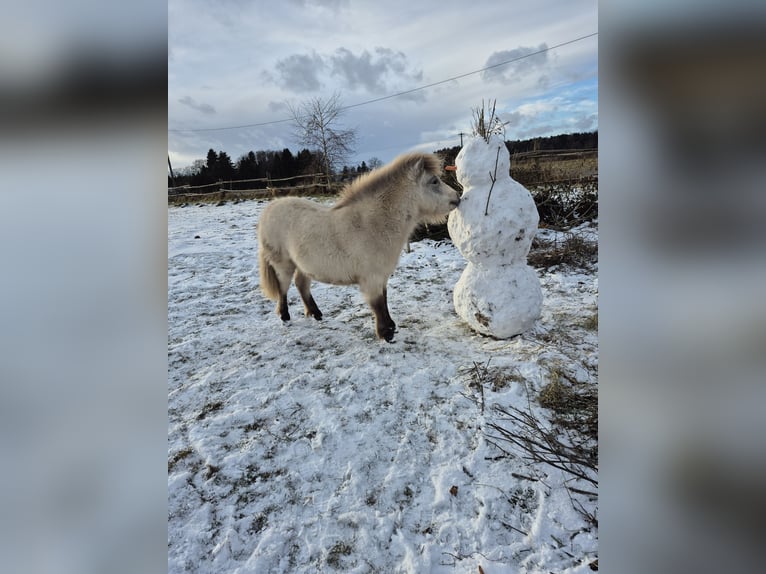 Mini Shetland Pony Mix Hengst 1 Jaar 90 cm Buckskin in Wörth