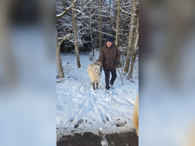 Mini Shetland Pony Mix Hengst 1 Jaar 90 cm Buckskin in Wörth
