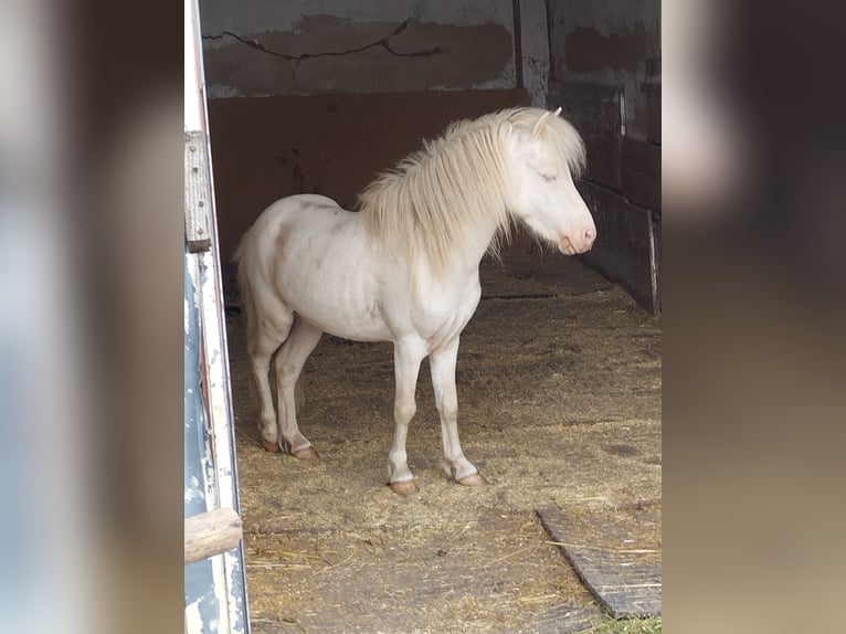 Mini Shetland Pony Mix Hengst 1 Jaar 90 cm Buckskin in Wörth