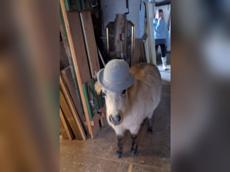 Mini Shetland Pony Mix Hengst 1 Jaar 90 cm Buckskin in Wörth