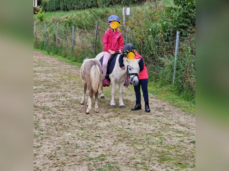 Mini Shetland Pony Hengst 1 Jaar 90 cm Tobiano-alle-kleuren in Eichstetten am Kaiserstuhl